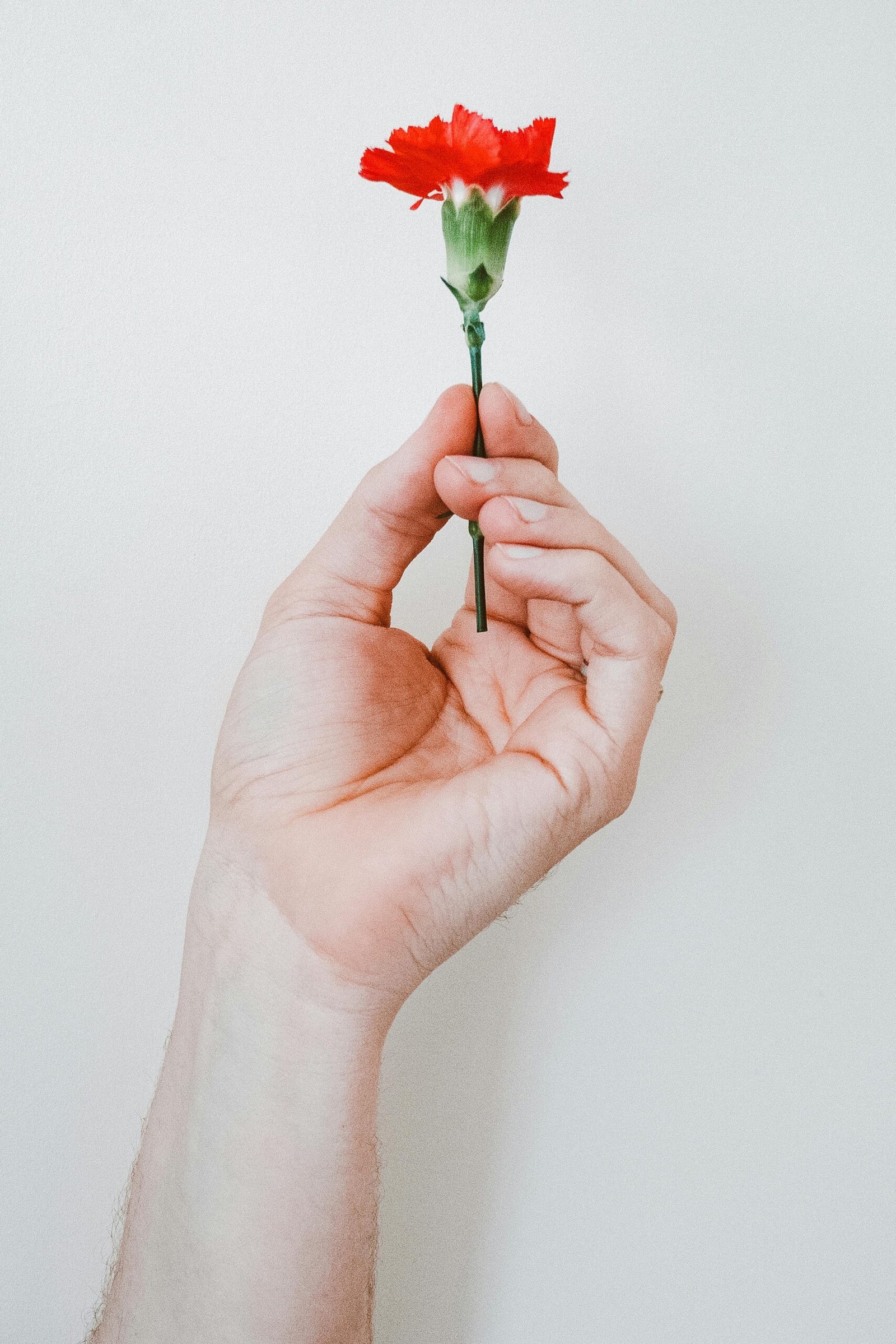 Home A close-up of a hand holding a single red carnation against a neutral background.